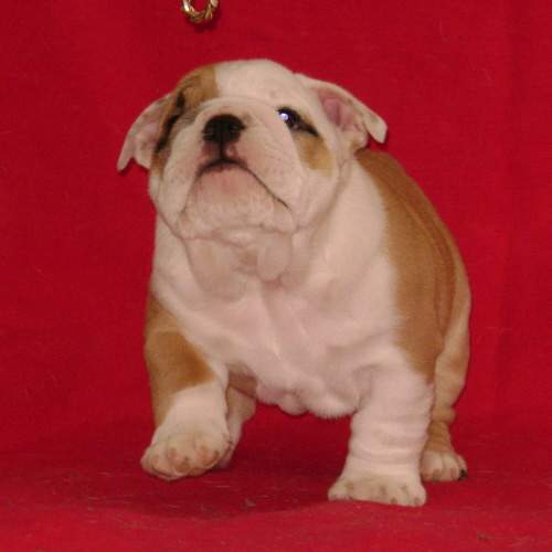english bulldog puppy
